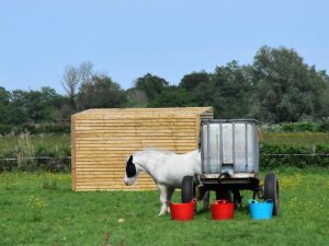 Horse and cart